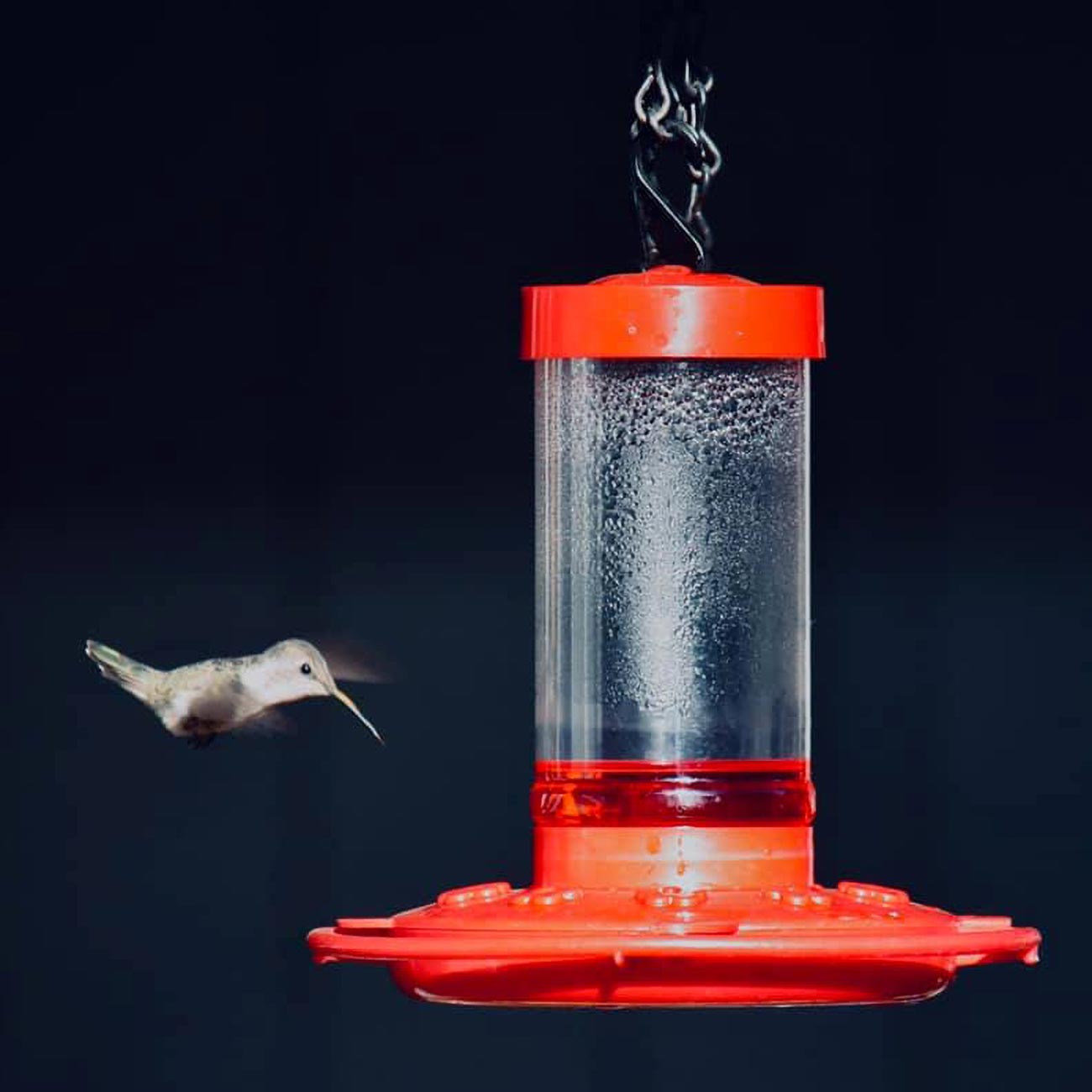 First Nature 16oz Hummingbird Feeder