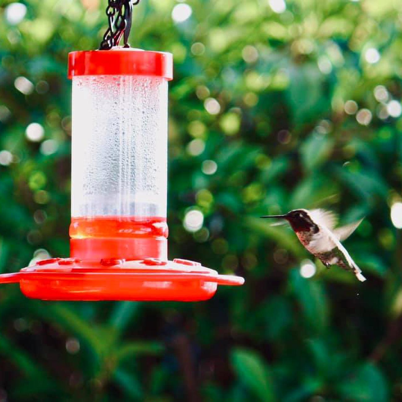 First Nature 16oz Hummingbird Feeder