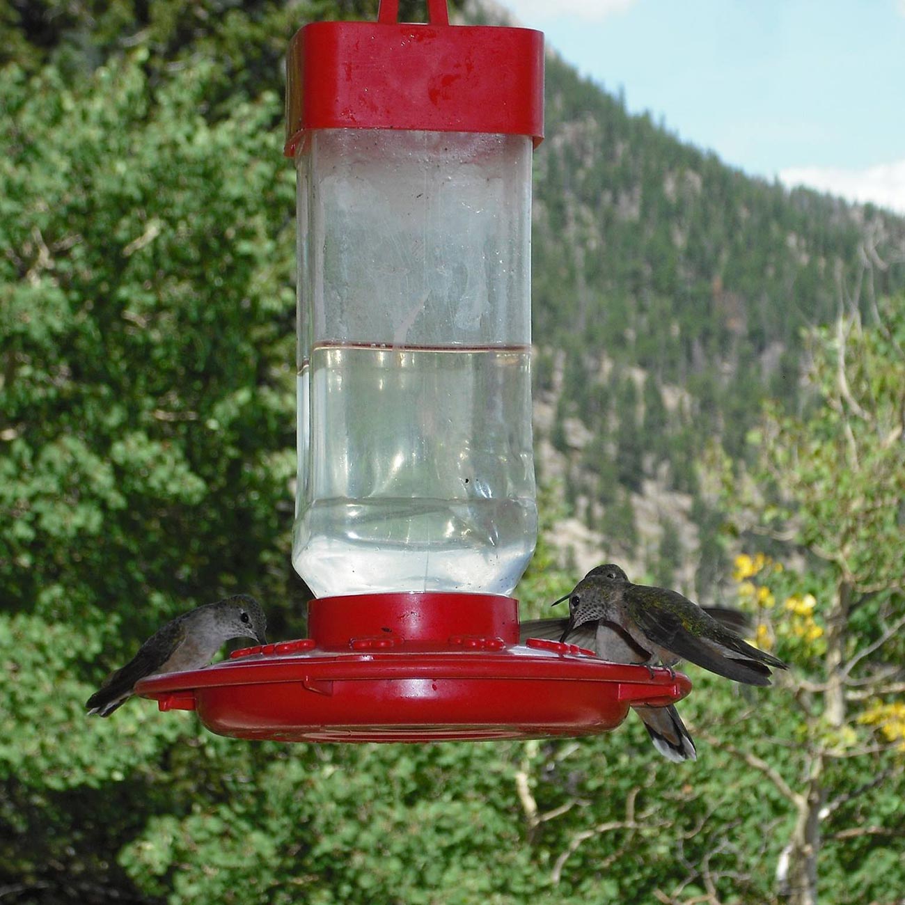 First Nature 32oz. Hummingbird Feeder